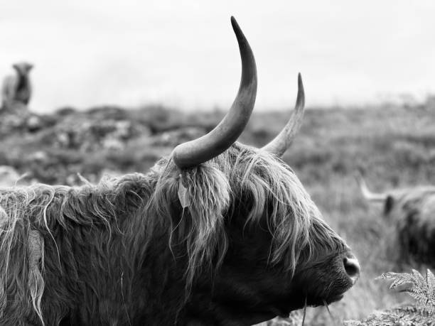 istock Close up of a highland cow 1572019011