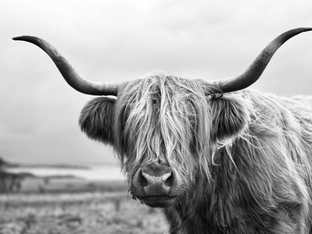 istock Close up of a highland cow 1572019530