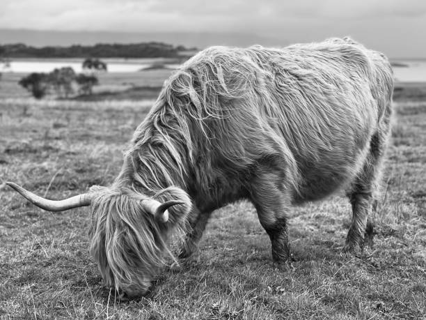 istock Close up of a highland cow 1572019537