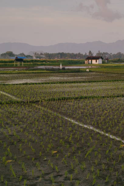 istock A view of rice paddy field, newly planted 1572026637