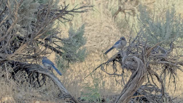 Blue Jay Birds in the Desert