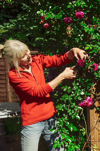 Mature woman removing wilted flowers and pruning shoots on rambling rose called Alexandre Girault.