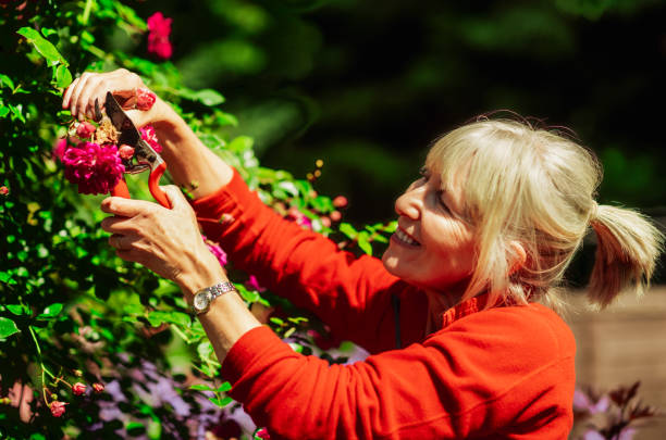 istock Woman pruning rose called Alexandre Girault 1572031573