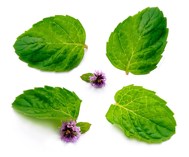 Mint leaf with flower stock photo