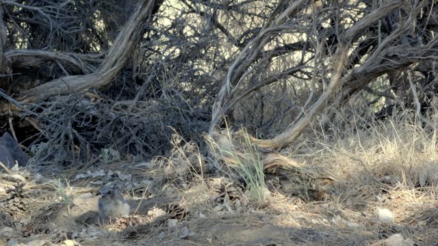 California Blue Jay Bird in the Desert