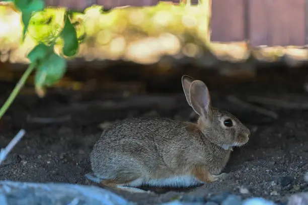 Mountain Cottontail resting under a railcar in Colorado