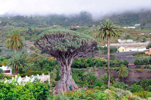Dragon tree at Icod De Los Vinos in Tenerife (Spain). Dracaena draco, the Canary Islands Dragon Tree or Drago. biggest dragon tree (22 m high, lower trunk diameter 10 m). its said the tree is a thousand years old. 