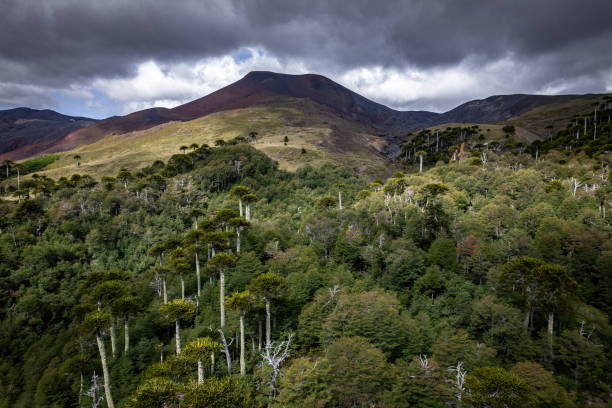 Aerial view of araucaria forests covering the mountains at Conguillio National Park in La Araucania region, southern Chile