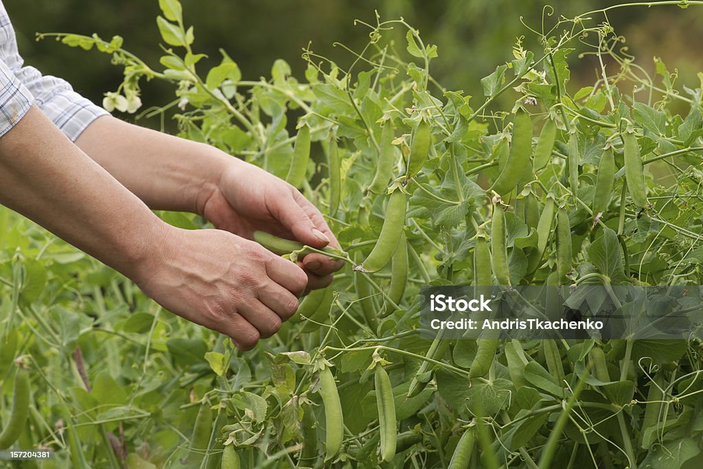 Harvesting Pea pods Women hand harvesting Pea pods in vegetable garden. Adult Stock Photo