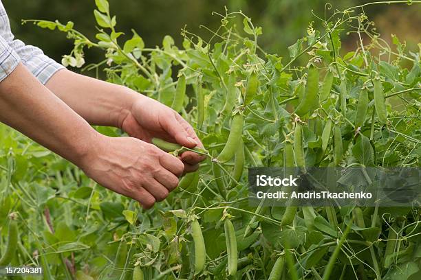 Harvesting Pea Pods Stock Photo - Download Image Now - Adult, Adults Only, Agriculture