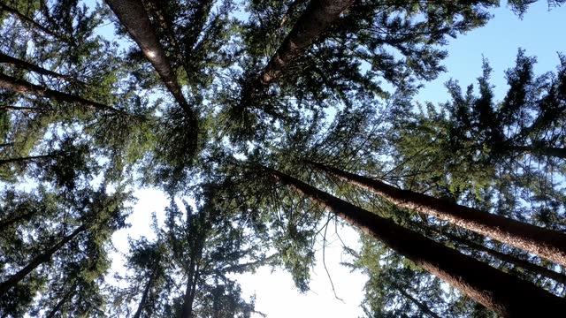 Treetops of conifers sway in the wind in wide angle bottom-up shot