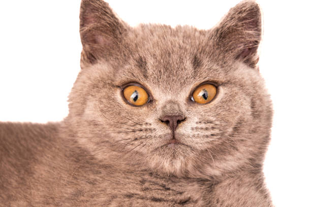 istock gray cat head looking at camera british breed under white background 1572046481