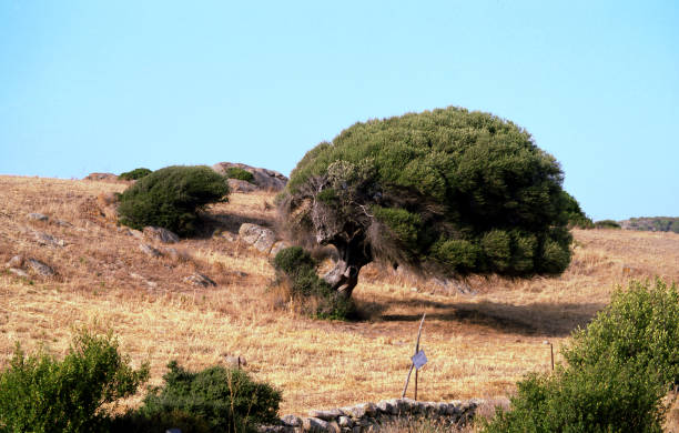 istock view of some trees in an arid field 1572074815