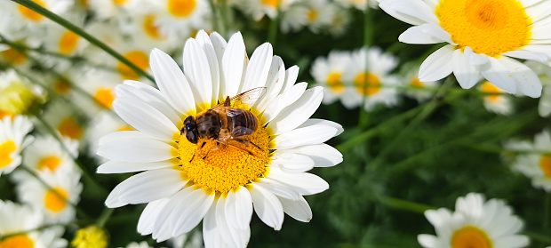 Busy bee, honey bee pollinating beautiful white  daisies  in family garden, nature at its best .