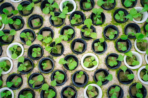 Urban Hydroponics Eco-Friendly Farming for Fresh, Organic Produce Greenhouse Innovation