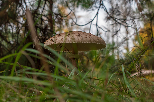 Blurry background, mushroom umbrella in a dark forest