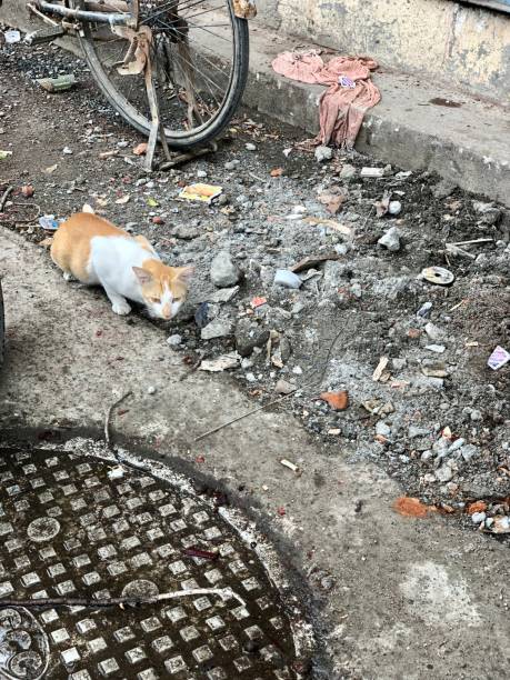 istock Cat on the dirty road. 1572088385