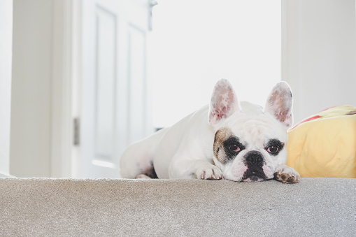 French Bulldog resting on the stairs landing with dog toys