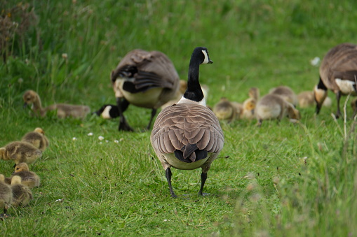 Horizontal outdoor park shot of two Canada Geese grazing in grass.  Lots of loose feathers. Lake showing at top of frame.