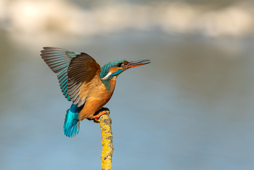 Female common kingfisher (Alcedo atthis) landing on a branchlet.