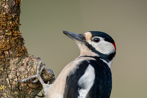 Portrait of a male great spotted woodpecker (Dendrocopos major)
