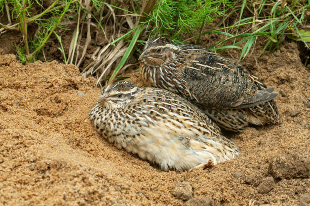 Pair of common quails (Coturnix coturnix) Two common quails (Coturnix coturnix) lying in sand. coturnix quail stock pictures, royalty-free photos & images