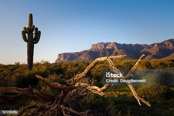 Foto de Cacto Saguaro E Dead Árvore No Arizona e mais fotos de stock de Arizona - Arizona, Cacto, Cacto Gigante Americano