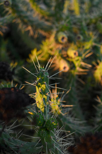istock Thorny green cacti by the road 1572102139