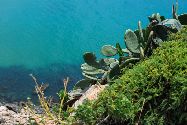 Cacti with the bright blue Mediterranean Sea