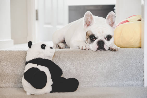 istock Frenchie dog lying down on the landing next to stairs 1572103216