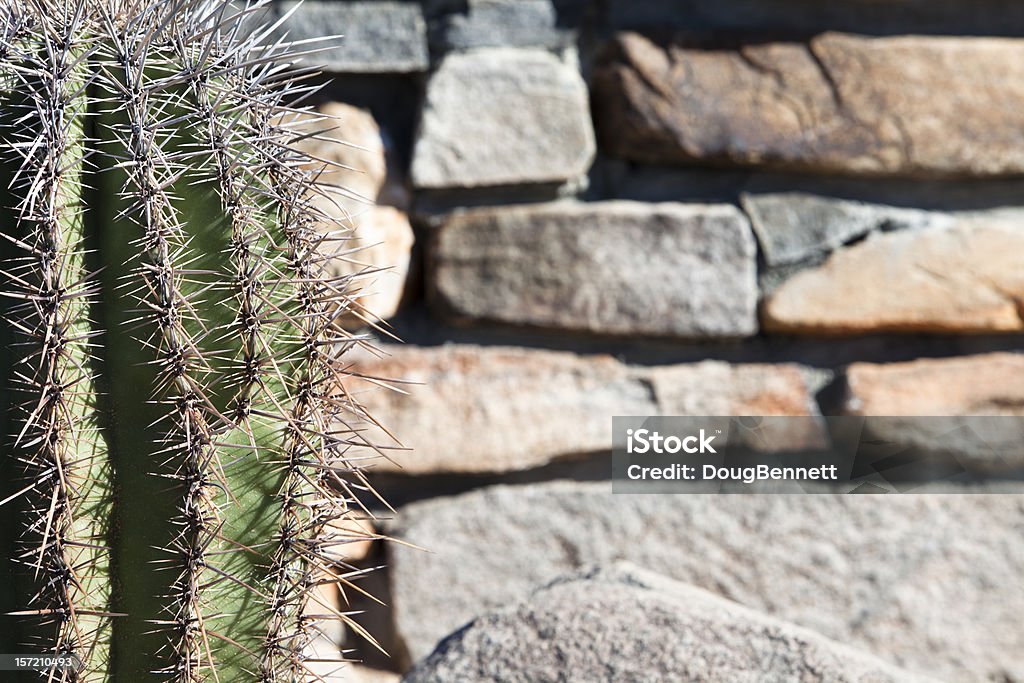 Kaktus und Stein Hintergrund - Lizenzfrei Arizona Stock-Foto