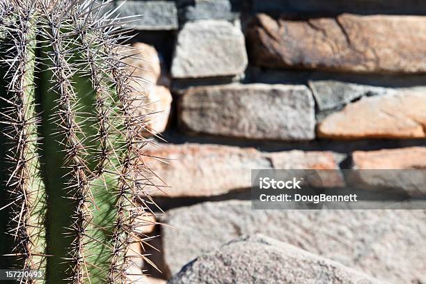 Kaktus Und Stein Hintergrund Stockfoto und mehr Bilder von Arizona - Arizona, Bildhintergrund, Botanik