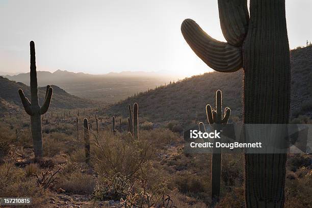 Photo libre de droit de Rétroéclairage Désert banque d'images et plus d'images libres de droit de Arizona - Arizona, Cactus, Coucher de soleil