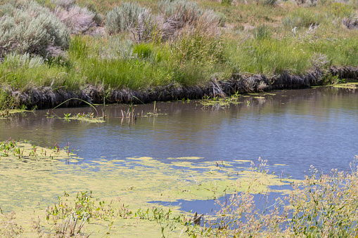 Blue-Green, Cyanobacteria,  Algae  Bloom on a Lake in Northern Nevada.