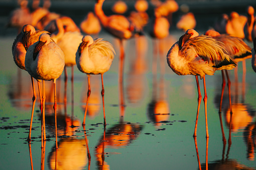 Sunrise A flamboyance Pink flamingos on beach at Walvis Bay, Namibia, Africa with reflection