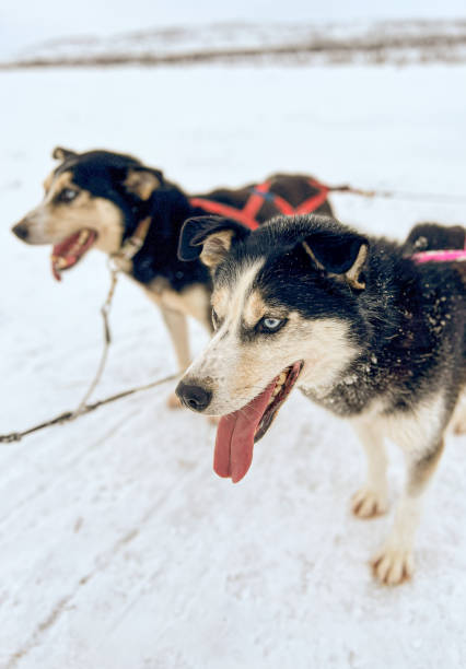 istock Husky Dog Sledging In Tana Bru, Norway 1572125953
