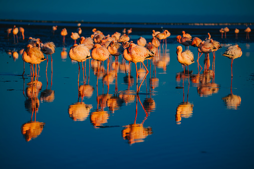A flamboyance Pink flamingos on a sunny beach at Walvis Bay, Namibia, Africa with reflection