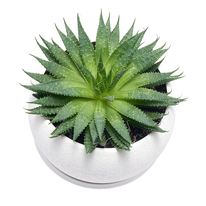 Succulent Aloe Aristata Plant in White ceramic Pot Isolated on White Background.