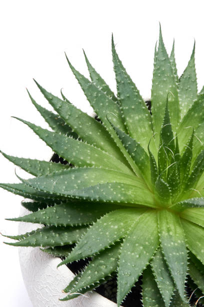 istock Succulent Aloe Aristata Plant in White ceramic Pot Isolated on White Background 1572127598