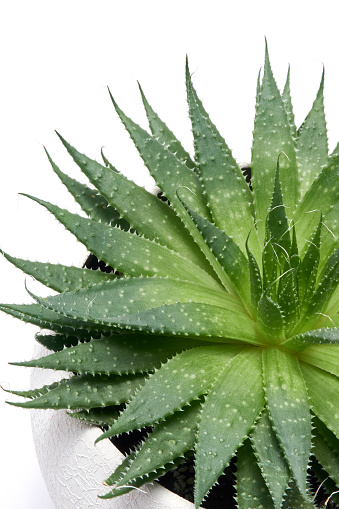 Succulent Aloe Aristata Plant in White ceramic Pot Isolated on White Background.