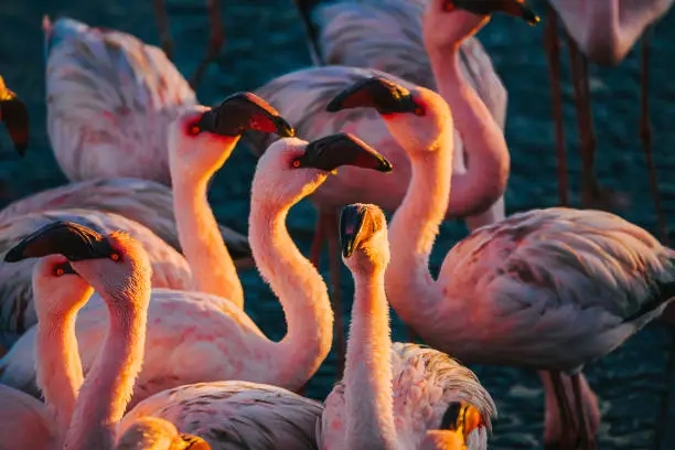 Photo of A flamboyance Pink flamingos on a sunny beach at Walvis Bay, Namibia, Africa