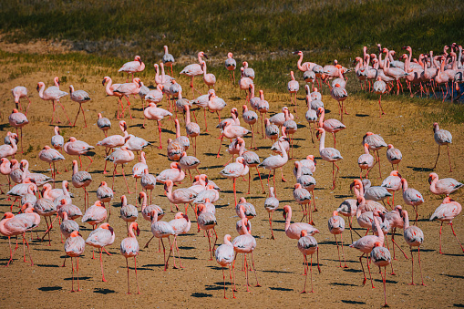 A flamboyance Pink flamingos on a sunny beach at Walvis Bay, Namibia, Africa with reflection