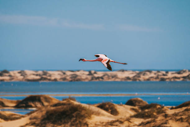 ウォルビスベイ、ナミビア、アフリカを飛ぶピンクのフラミンゴ - walvis bay ストックフォトと画像