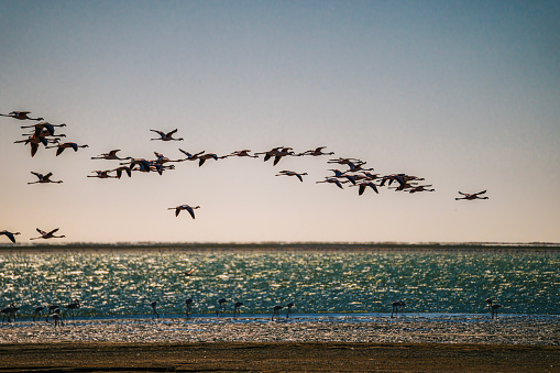 A flamboyance Pink flamingos flying on a sunny beach at Walvis Bay, Namibia, Africa with reflection