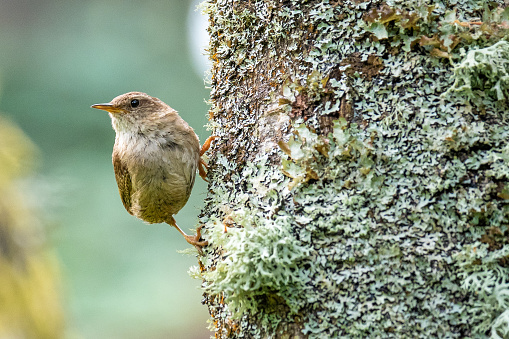A Eurasian wren perched on a lichen-covered tree trunk.