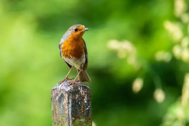 A European Robin perched on a fence post with a defocused background.