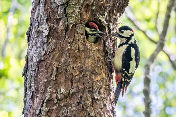 A great spotted woodpecker feeding its chick in Scottish highlands.