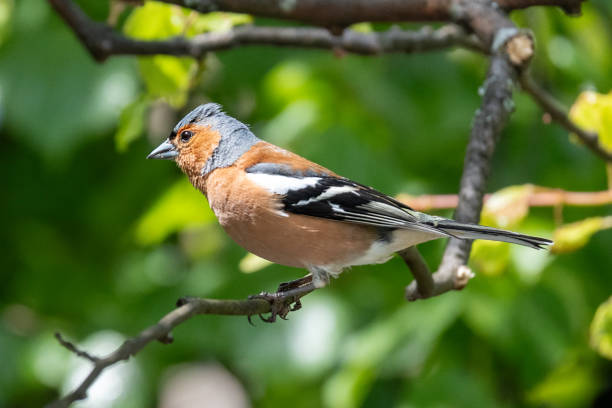 Common Chaffinch A common chaffinch perched on a branch. male common chaffinch bird fringilla coelebs stock pictures, royalty-free photos & images