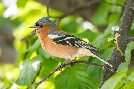 A common chaffinch perched on a branch, singing.