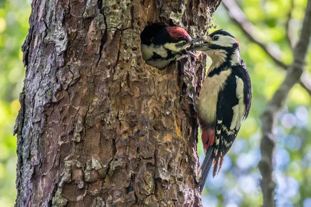 A great spotted woodpecker feeding its chick in Scottish highlands.